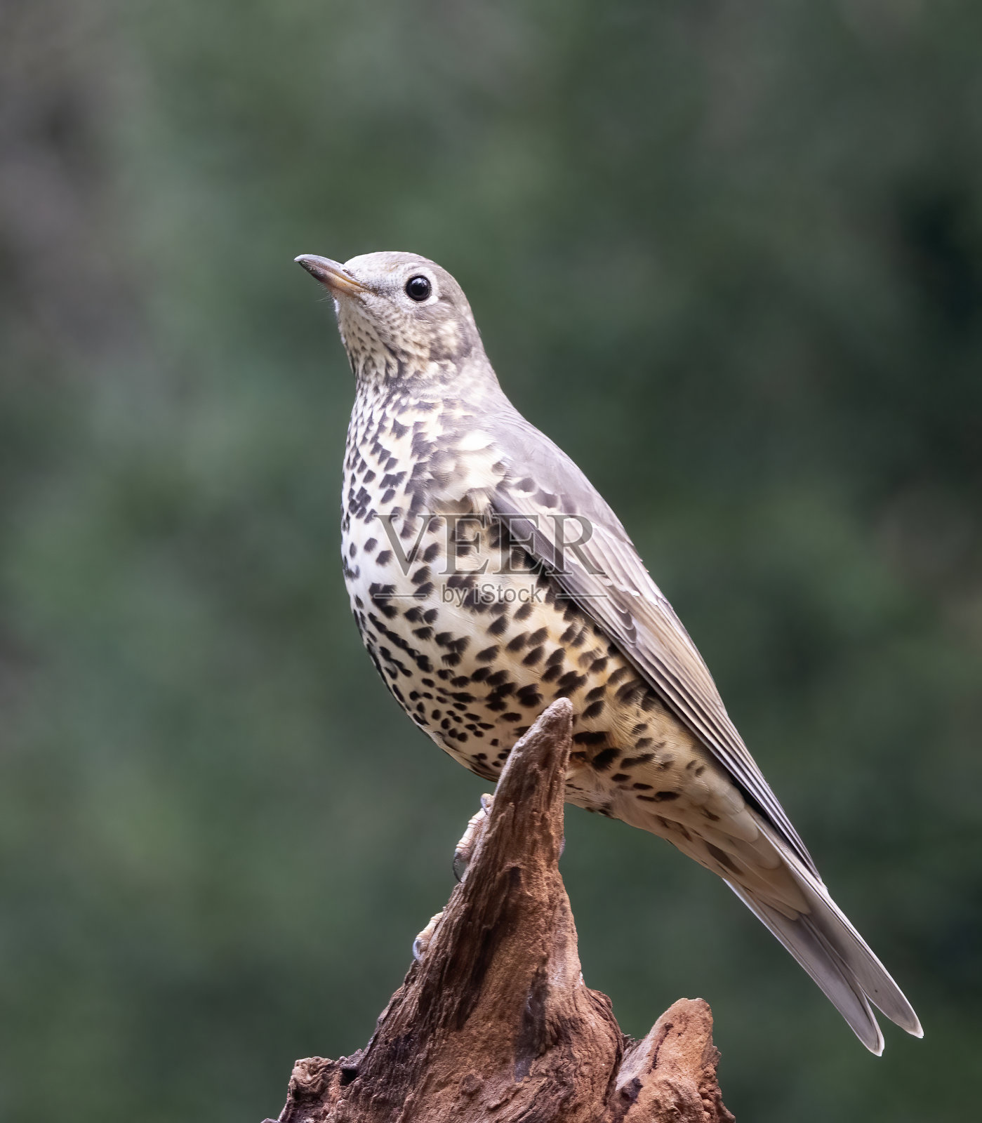 荷兰,一种栖息在森林树干上的画眉鸟照片摄影图片