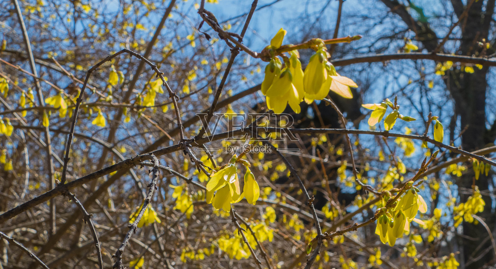 黄色连翘在阳光下绽放照片摄影图片