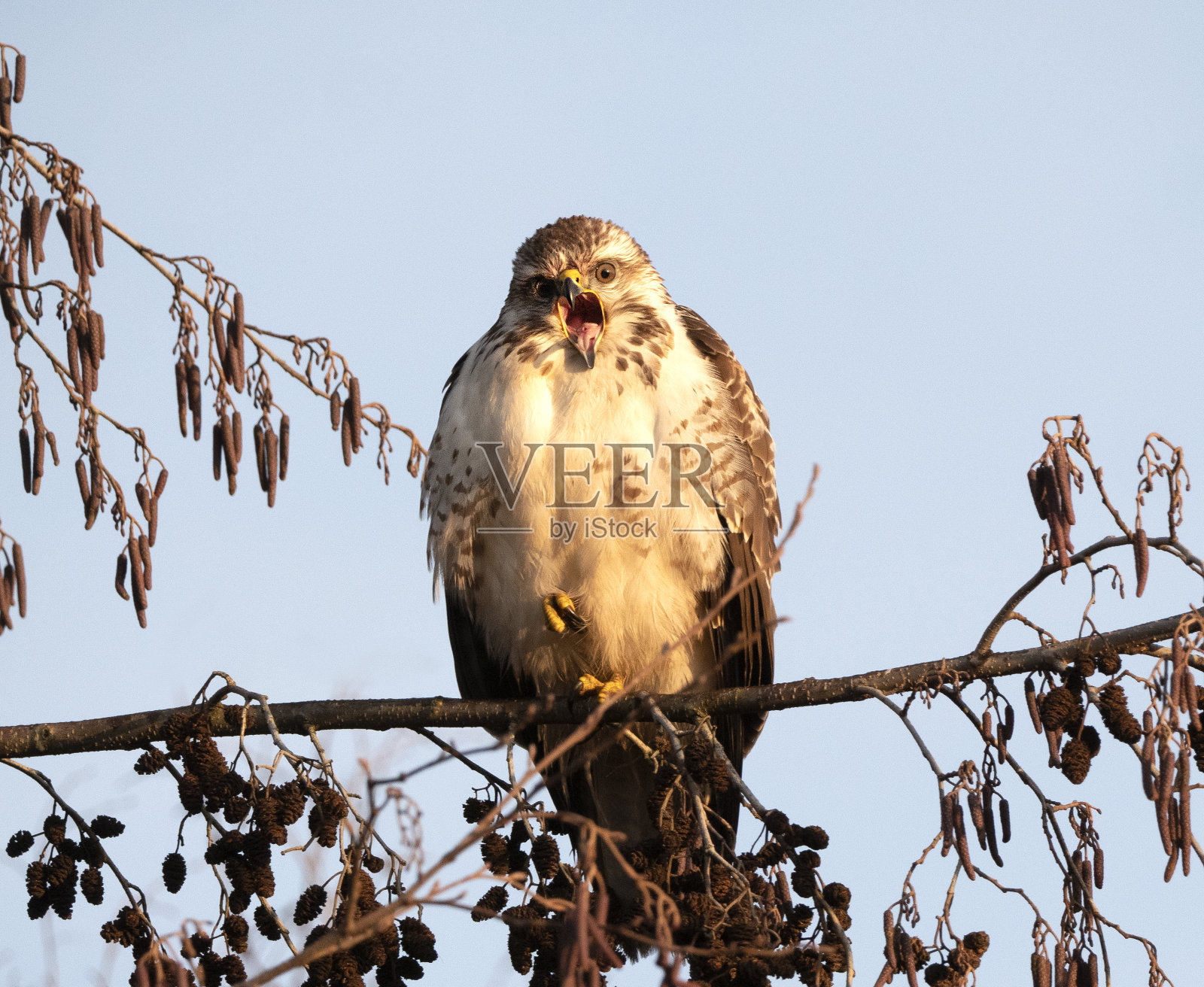 秃鹰在树上呼唤照片摄影图片