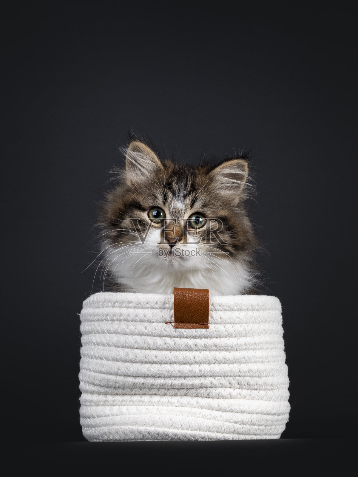 黑色背景上的西伯利亚小猫照片摄影图片