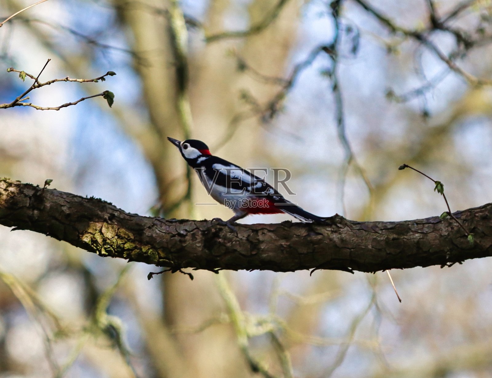 斑点啄木鸟坐在树枝上照片摄影图片