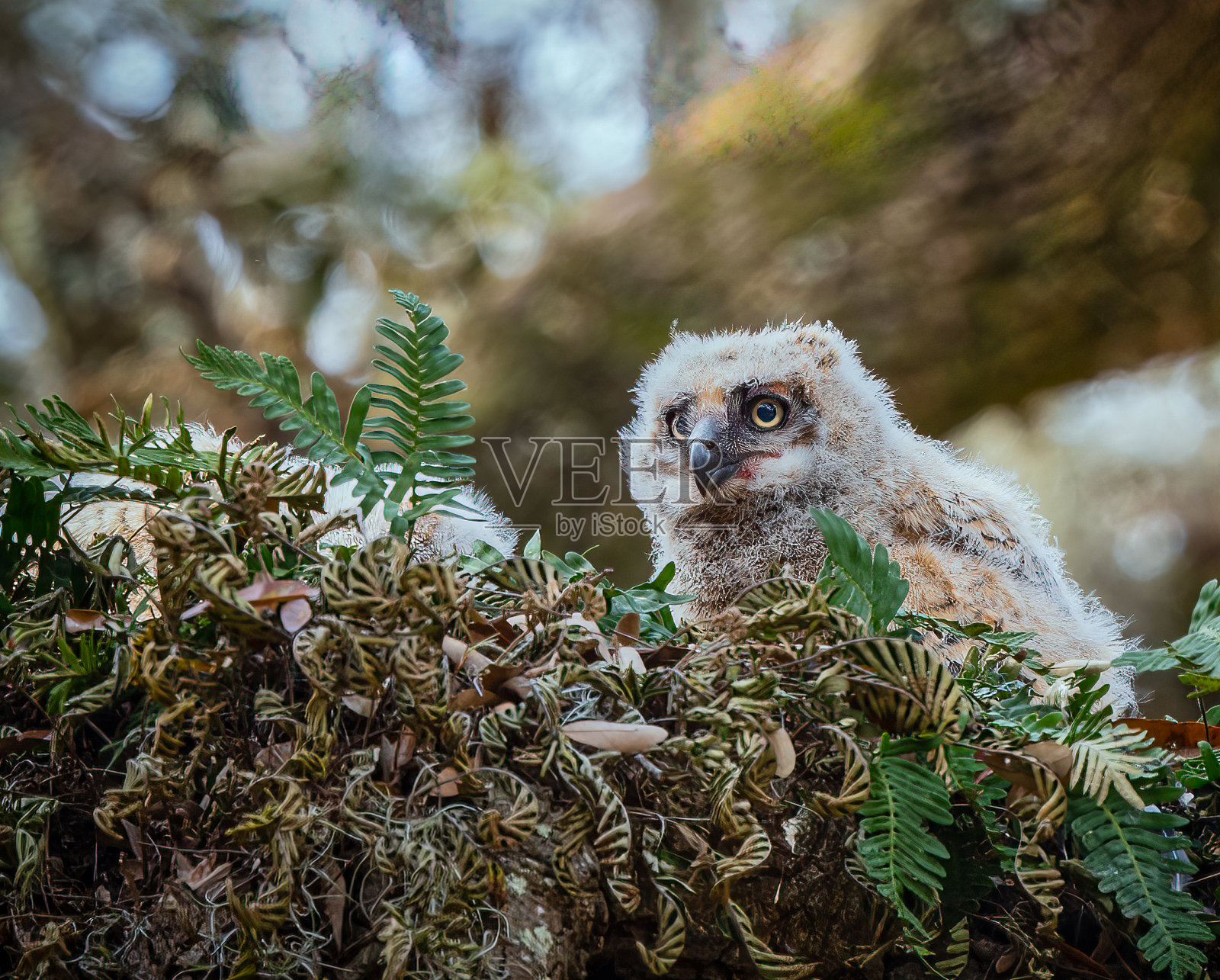 大角猫头鹰之子照片摄影图片