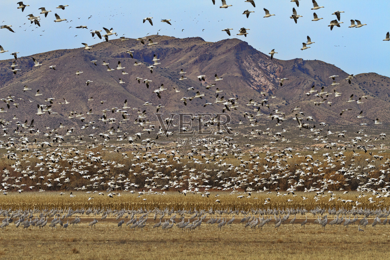 新墨西哥州有雪鹅和沙丘鹤群照片摄影图片
