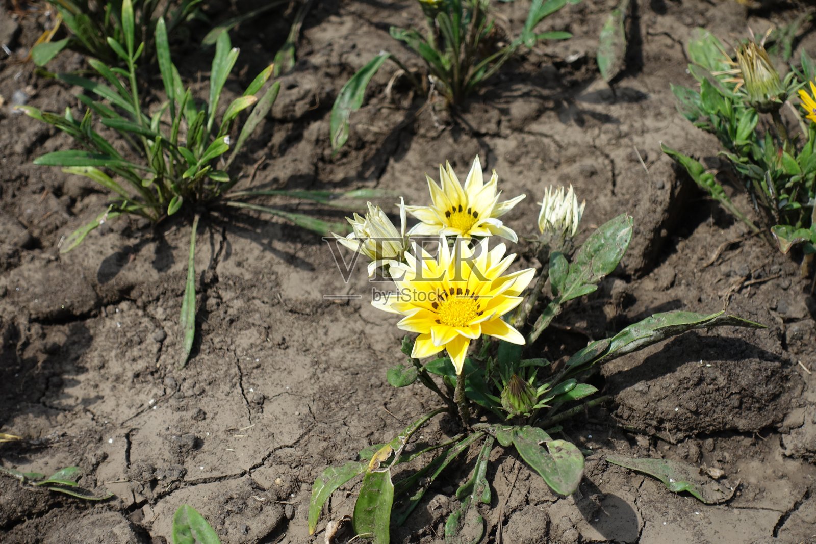 7月,加扎尼亚的黄色和白色花朵半开放照片摄影图片