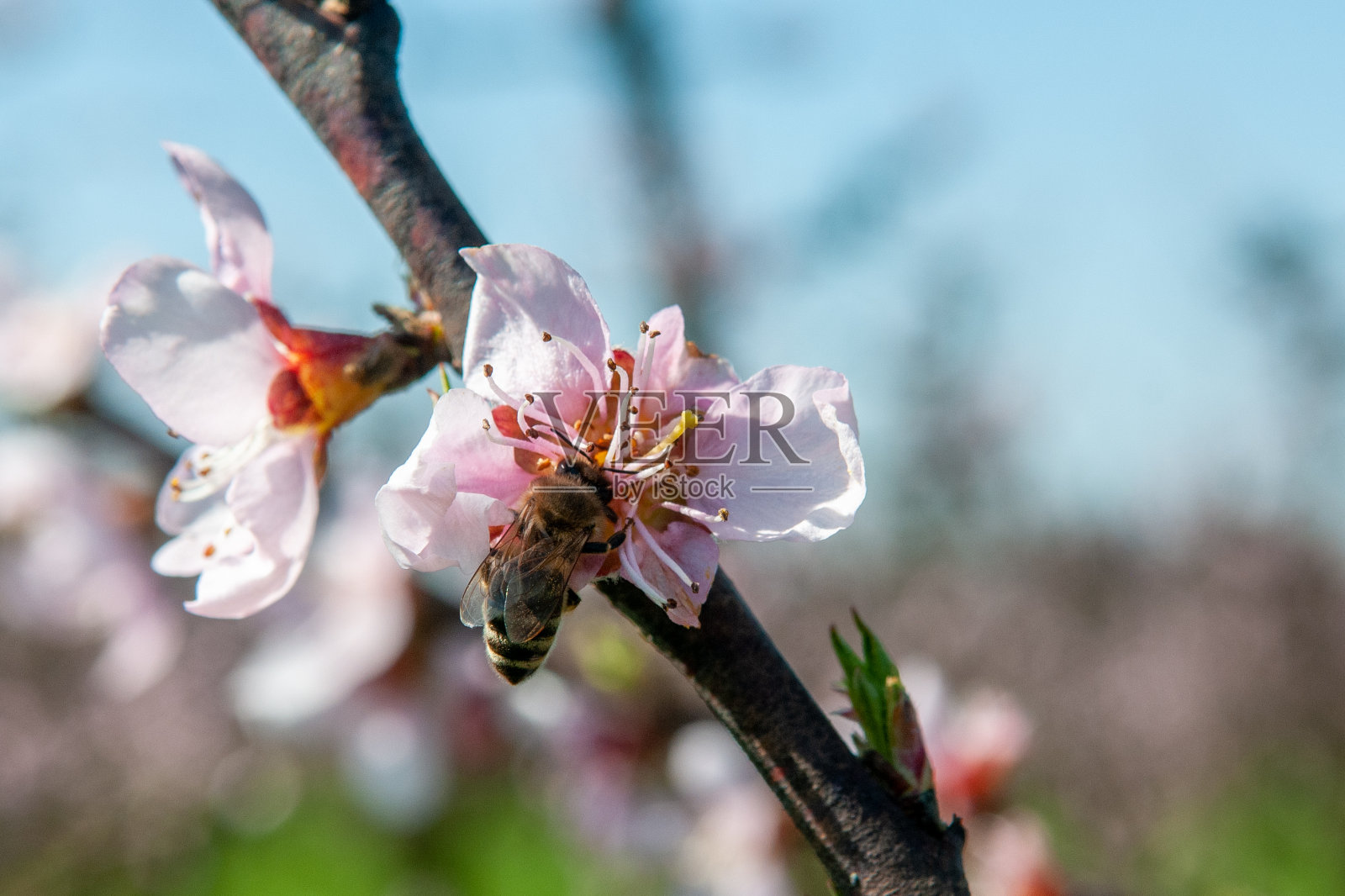 一只蜜蜂正在接近一朵桃花照片摄影图片