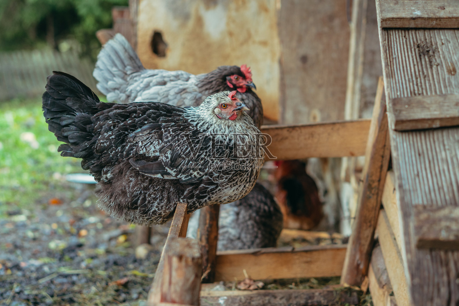 母鸡。两只鸡坐在篱笆上。照片摄影图片