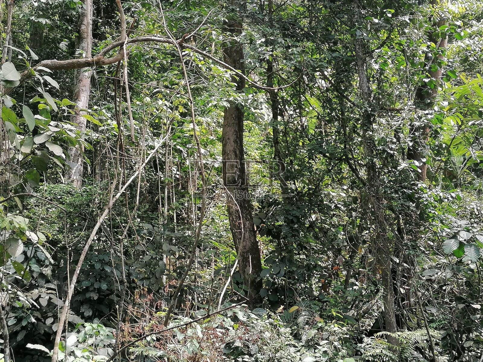 赤道茂密的森林照片摄影图片