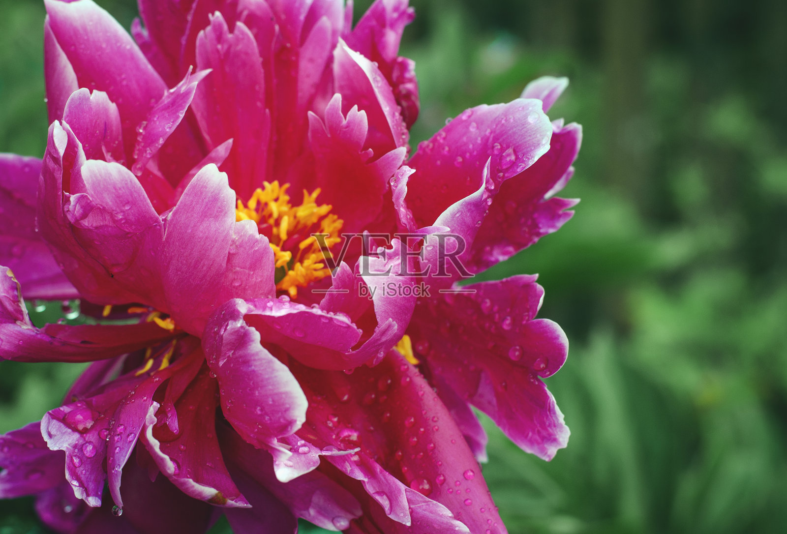 花园里的牡丹照片摄影图片