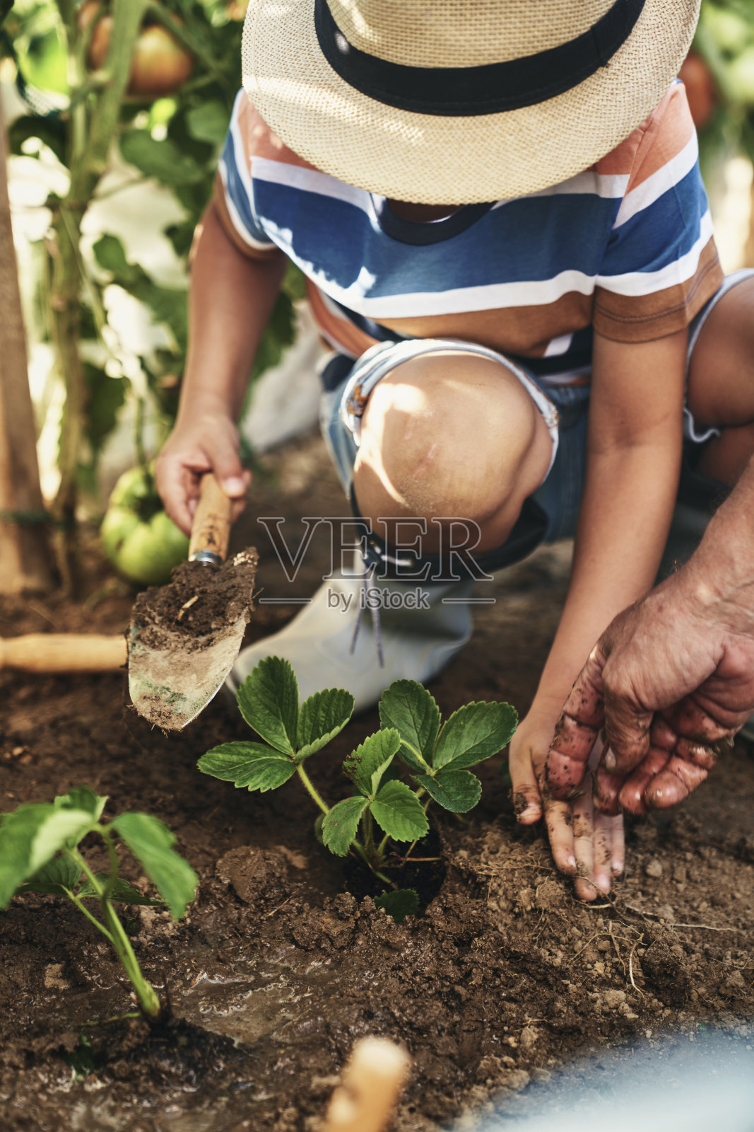 小男孩在种草莓苗照片摄影图片