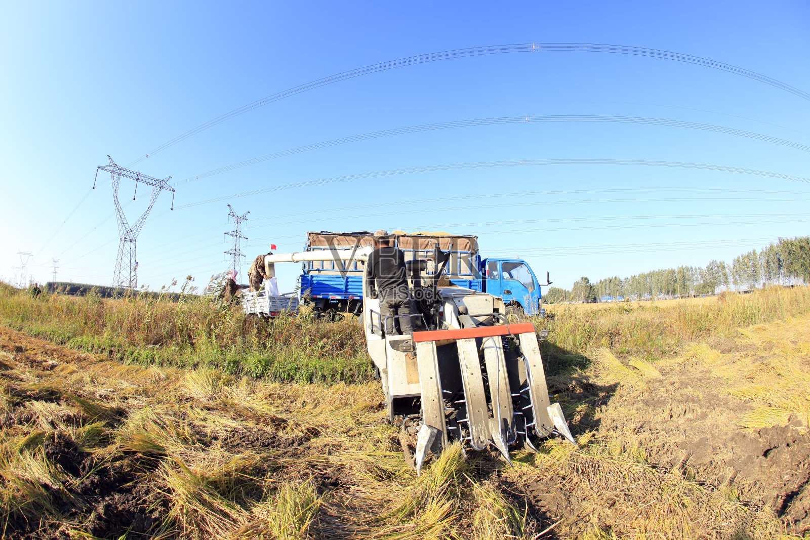 收割机正在收割成熟的水稻照片摄影图片