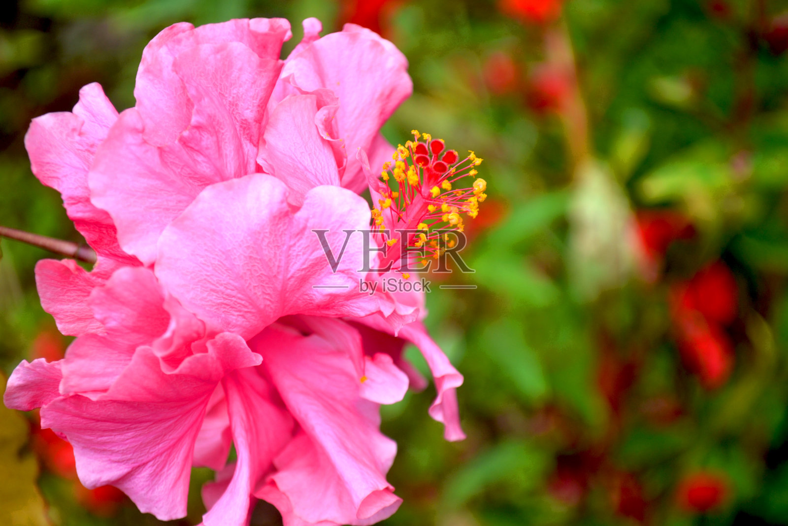 美丽的粉红色的芙蓉花盛开在花园里,与模糊的背景照片。散景background1照片摄影图片