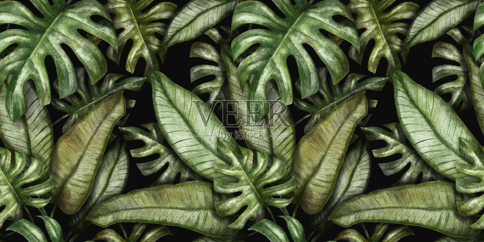 水彩模式的绿色热带树叶。热带背景与怪物的叶子。插画图片素材