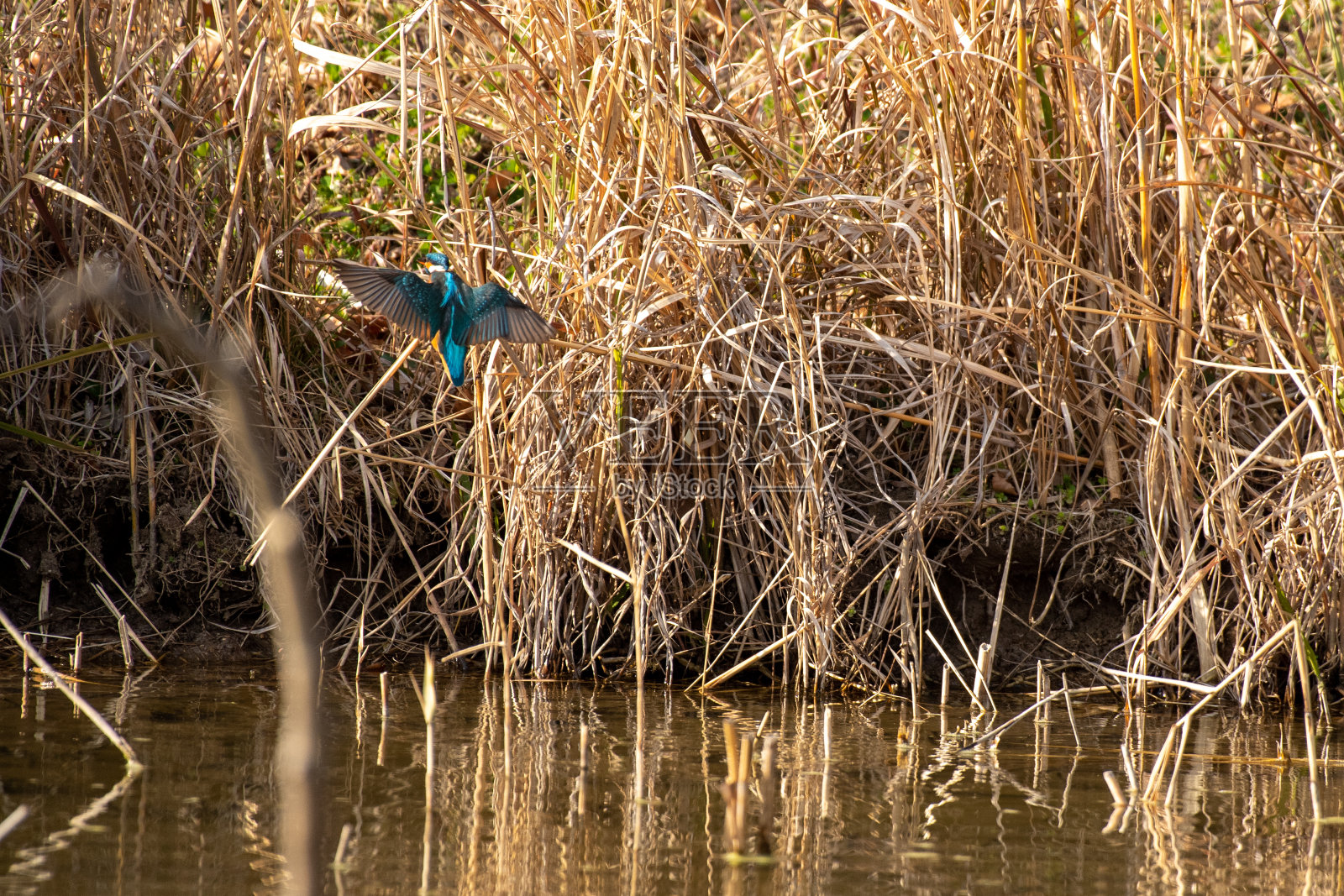 翠鸟从小树枝上起飞照片摄影图片