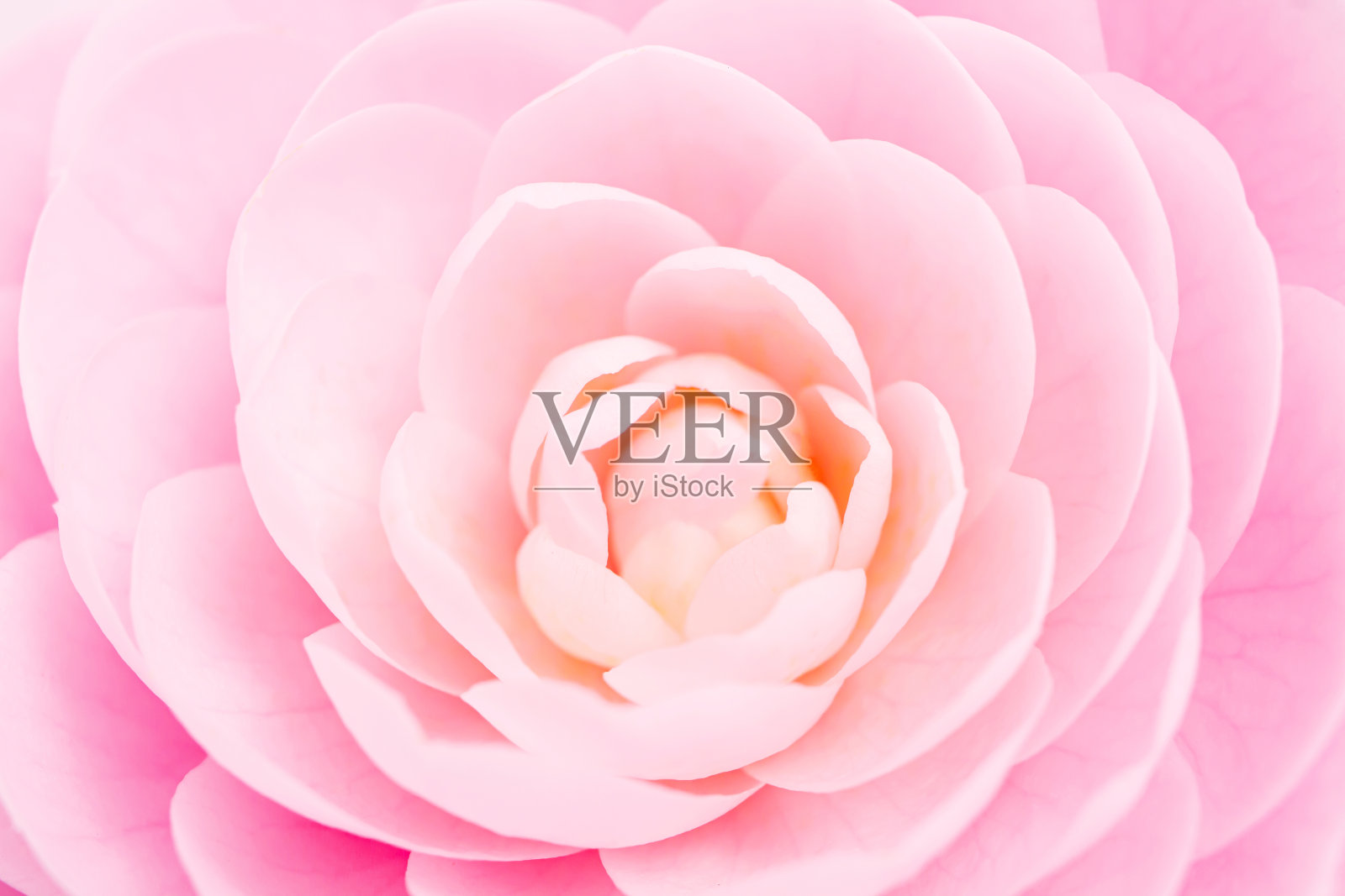 山茶花。粉红色的花朵特写。照片摄影图片