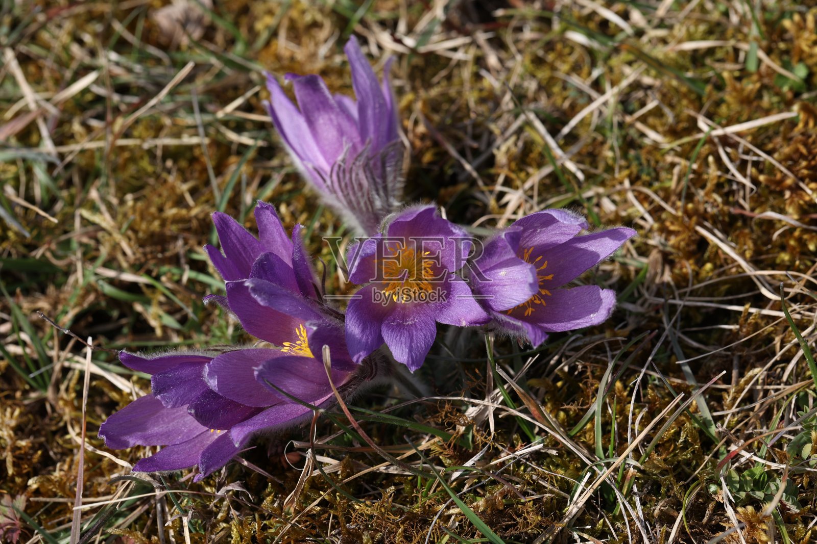 美丽的紫色绒毛花东方白头翁照片摄影图片