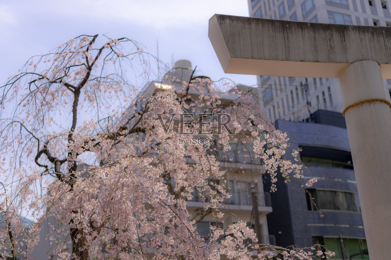 东京港区野坂的街道上盛开着樱花。照片摄影图片