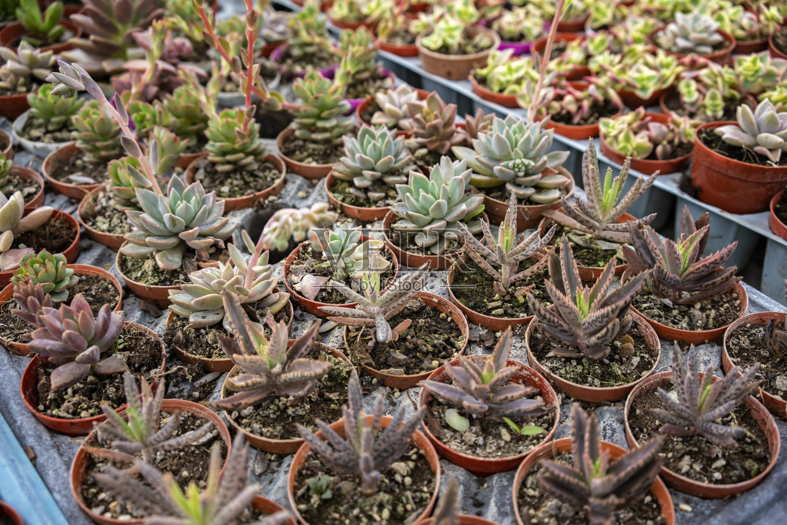 花园里五颜六色的多肉植物。照片摄影图片