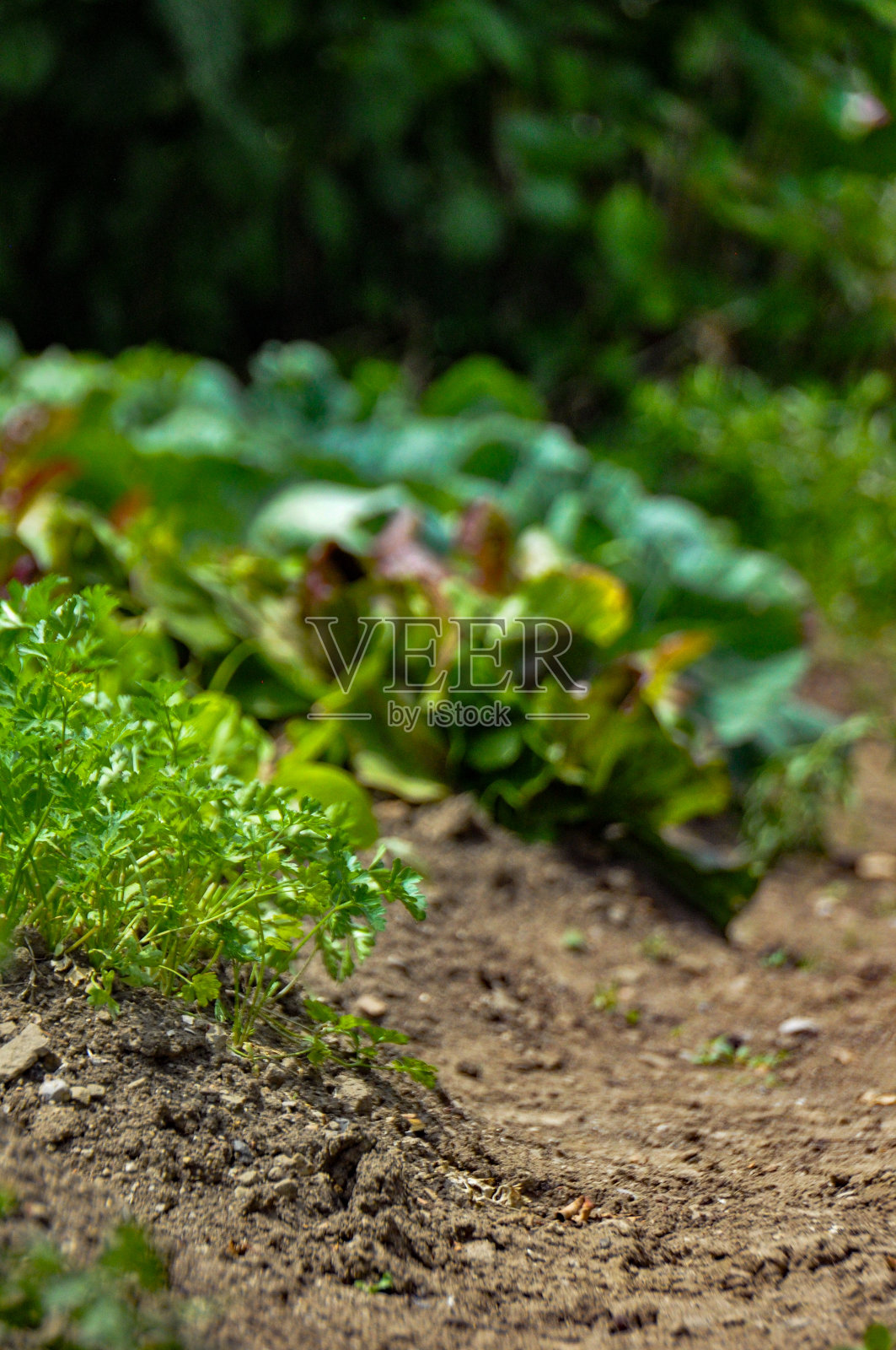 菜园子里种着欧芹和卷心菜。照片摄影图片