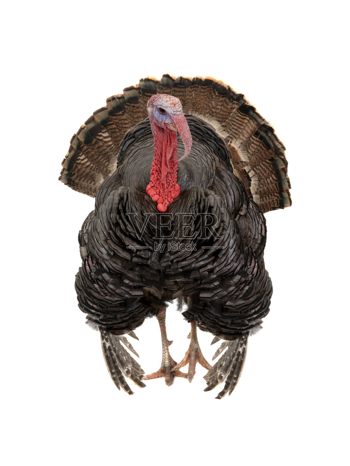 白色的孤立的松散尾巴的土耳其照片摄影图片