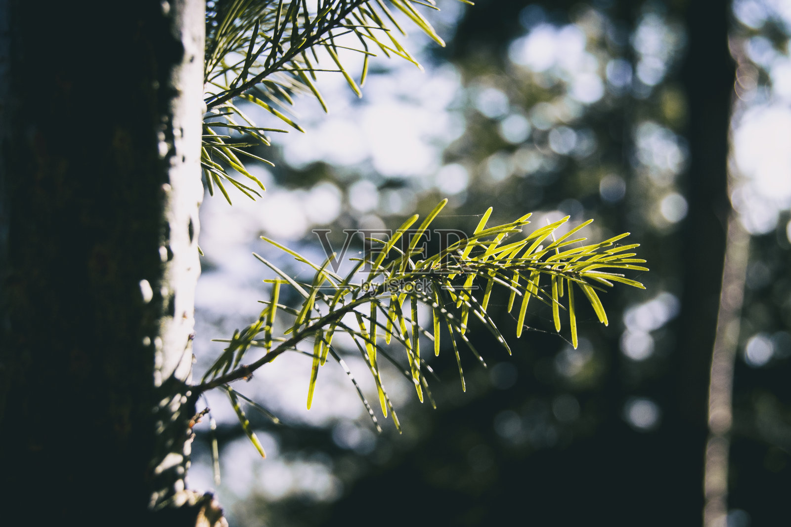 从近距离看,绿色的针照片摄影图片