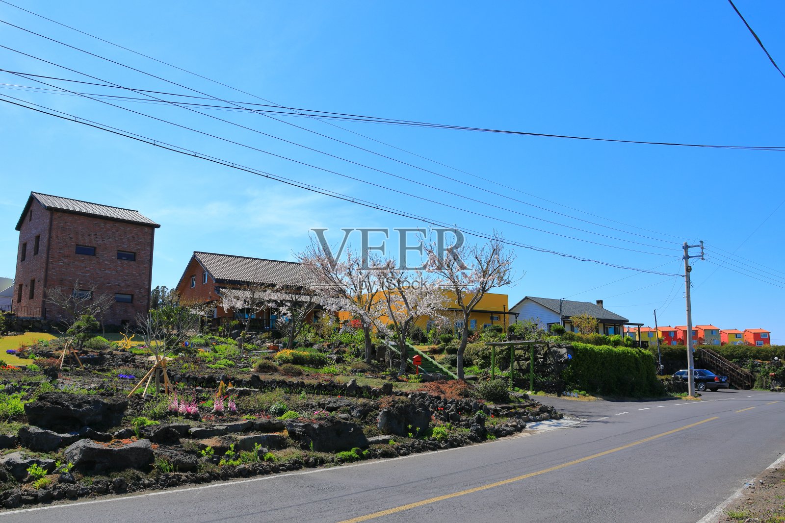济州岛,乡村,瑞士山区,樱花,油菜花,春日,春花,山茶花,田野,草地照片摄影图片