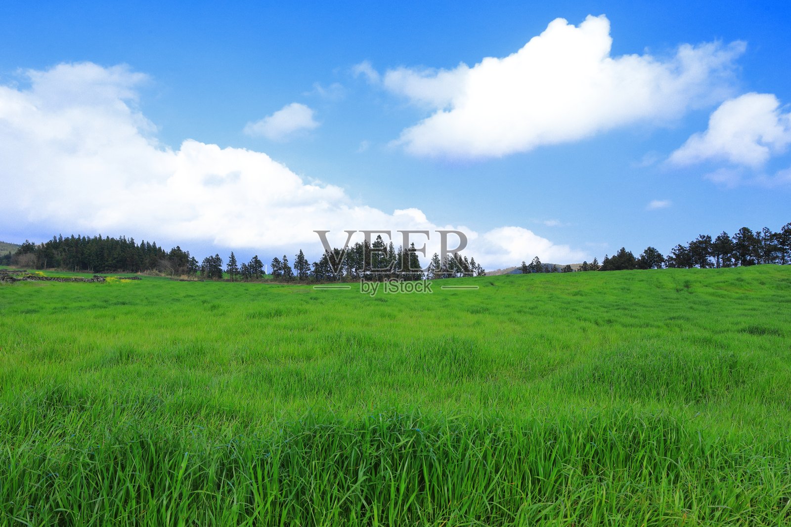 济州岛,乡村,瑞士山区,樱花,油菜花,春日,春花,山茶花,田野,草地照片摄影图片