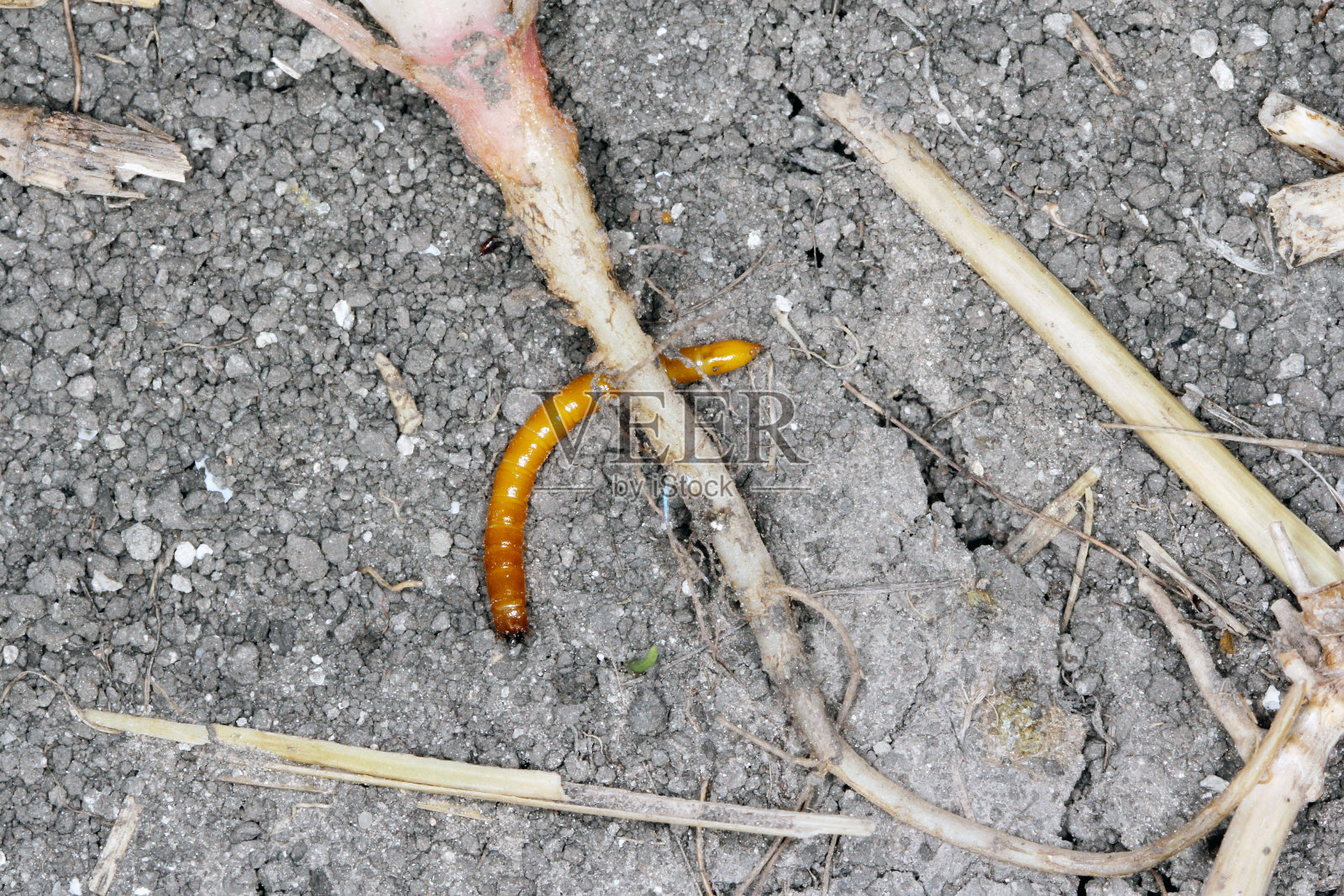 铁线虫:铁线虫的幼虫,铁线虫科的一种甲虫。它通常被称为有条纹的滴答甲虫。它们是常见的植物害虫,生活在土壤中,以根为食照片摄影图片
