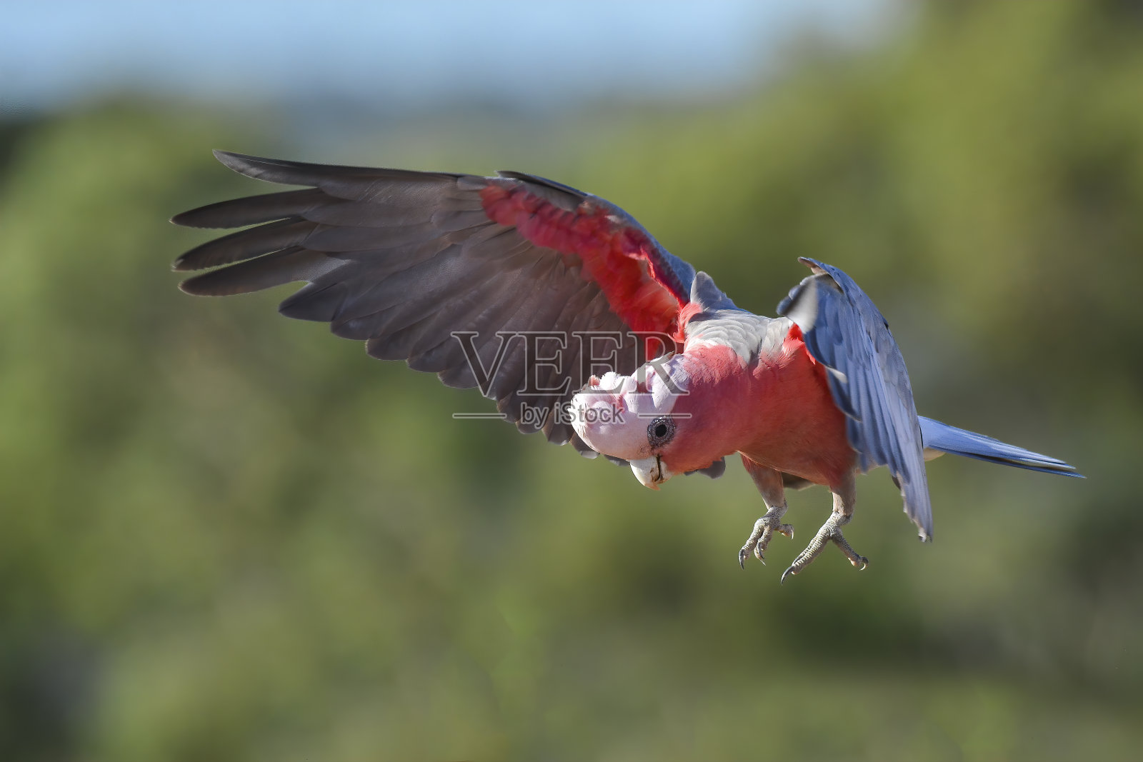飞行杆(Eolophus roseicapilla)照片摄影图片