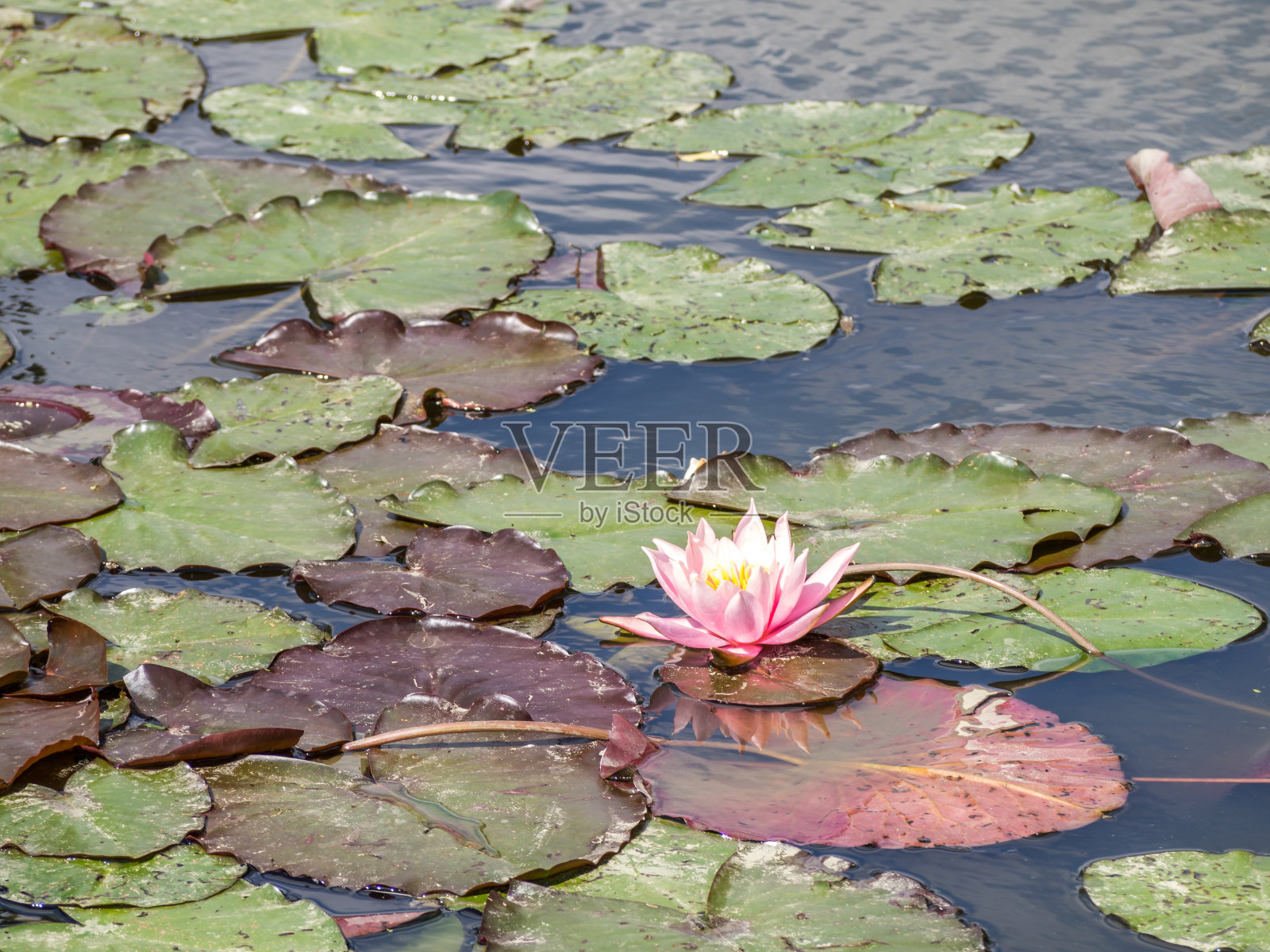 公园里盛开的睡莲照片摄影图片