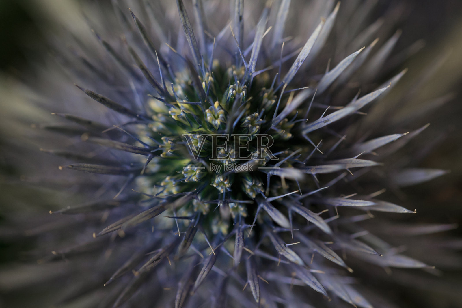 蓝色蓟花,室内俯视图宏观照片摄影图片