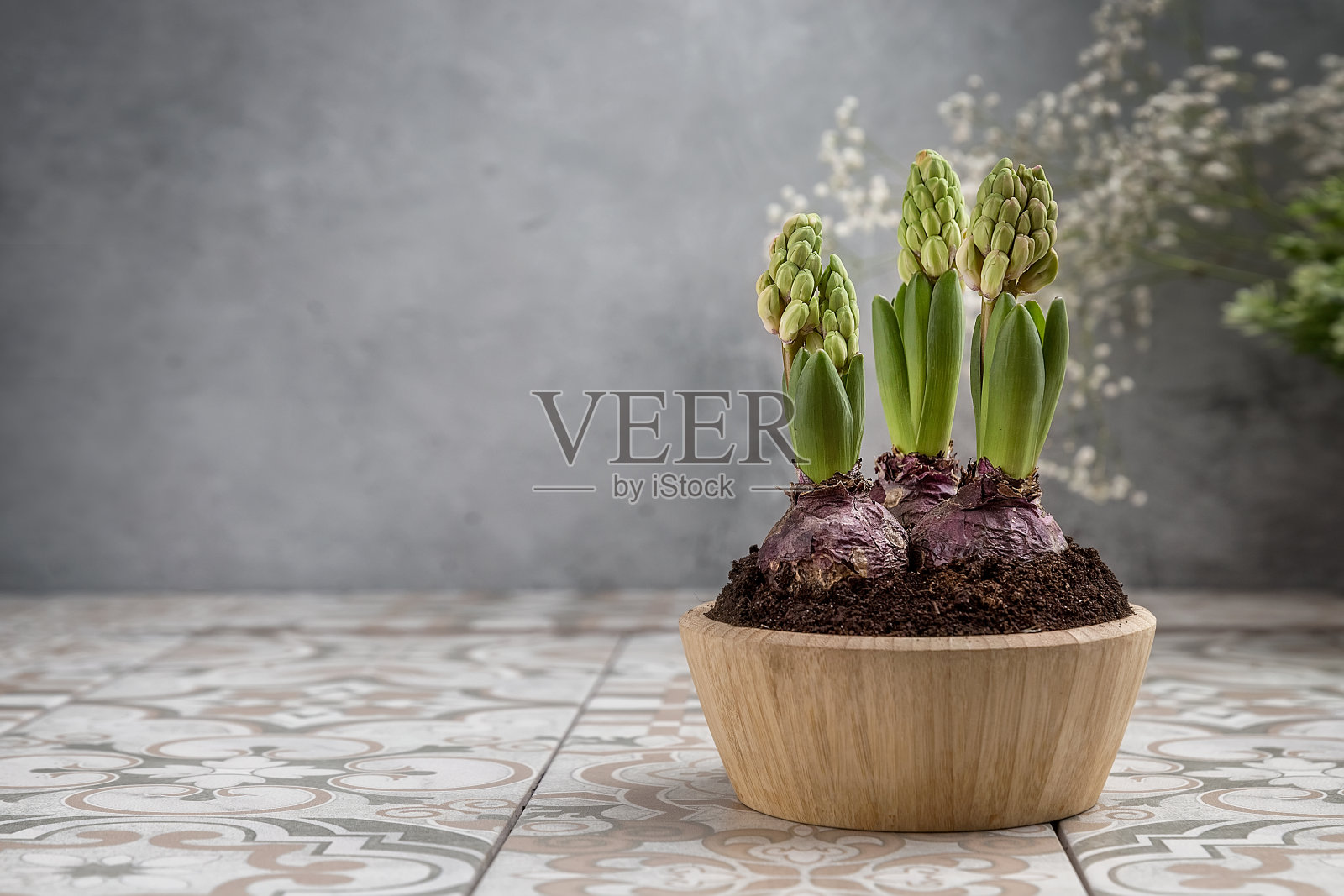 桌上的木锅里放着未开封的风信子。春天的花朵在卡片上照片摄影图片