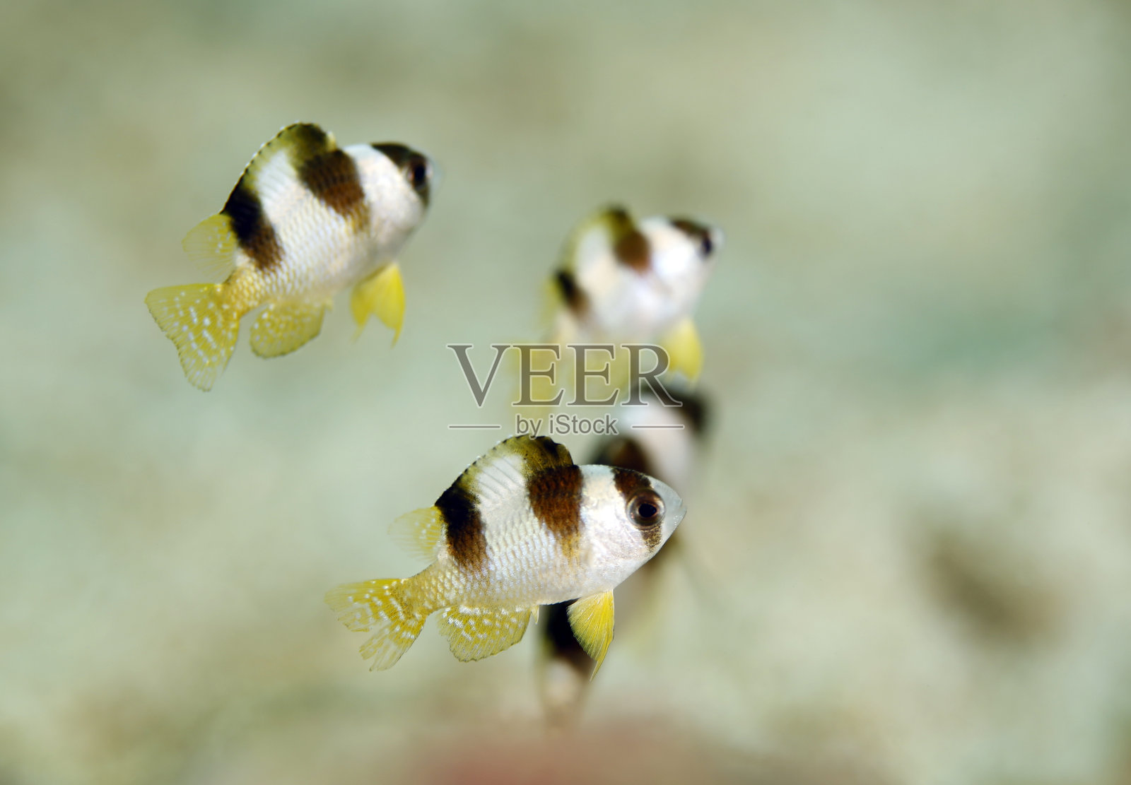 Black-banded美人照片摄影图片