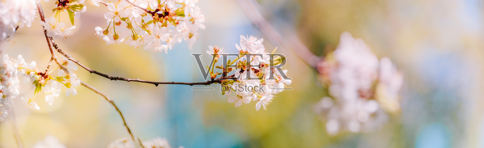 美丽的全景春景与樱花和散景背景照片摄影图片