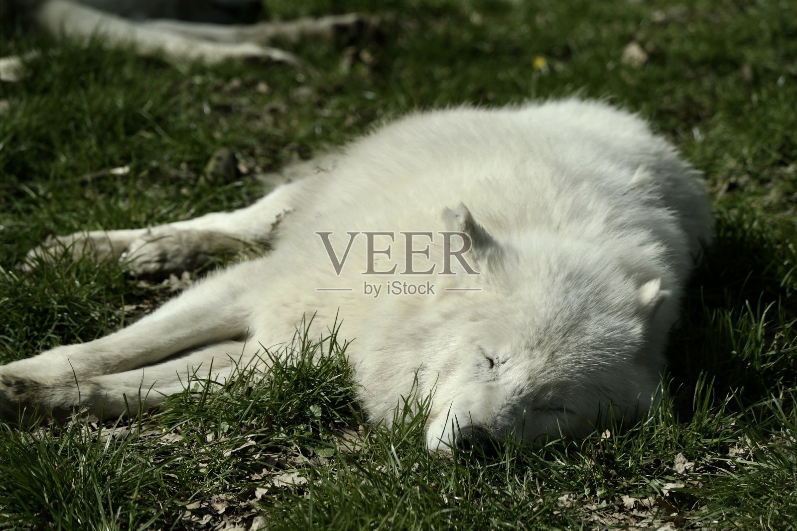 狼的本性照片摄影图片