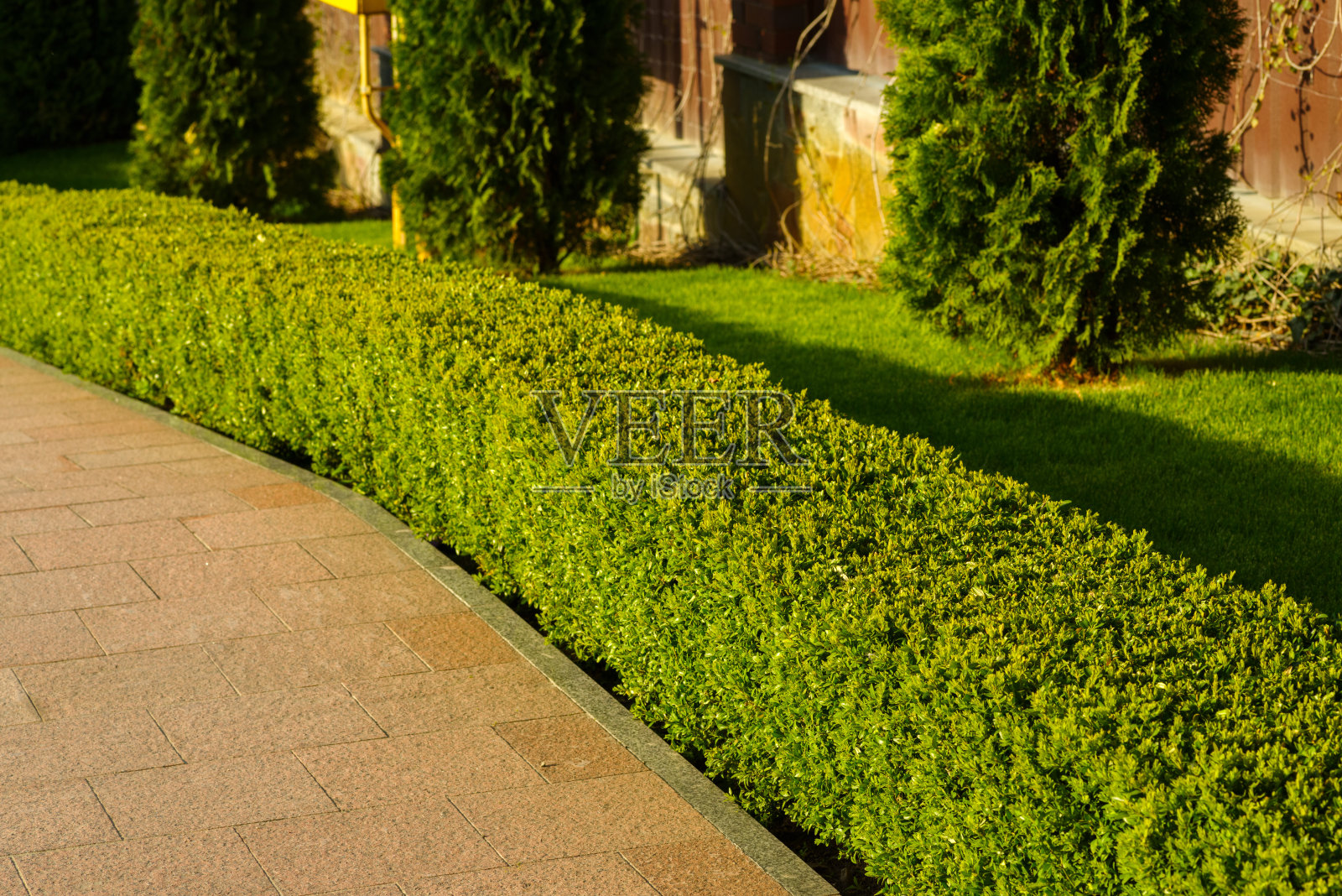 房子周围的灌木丛照片摄影图片