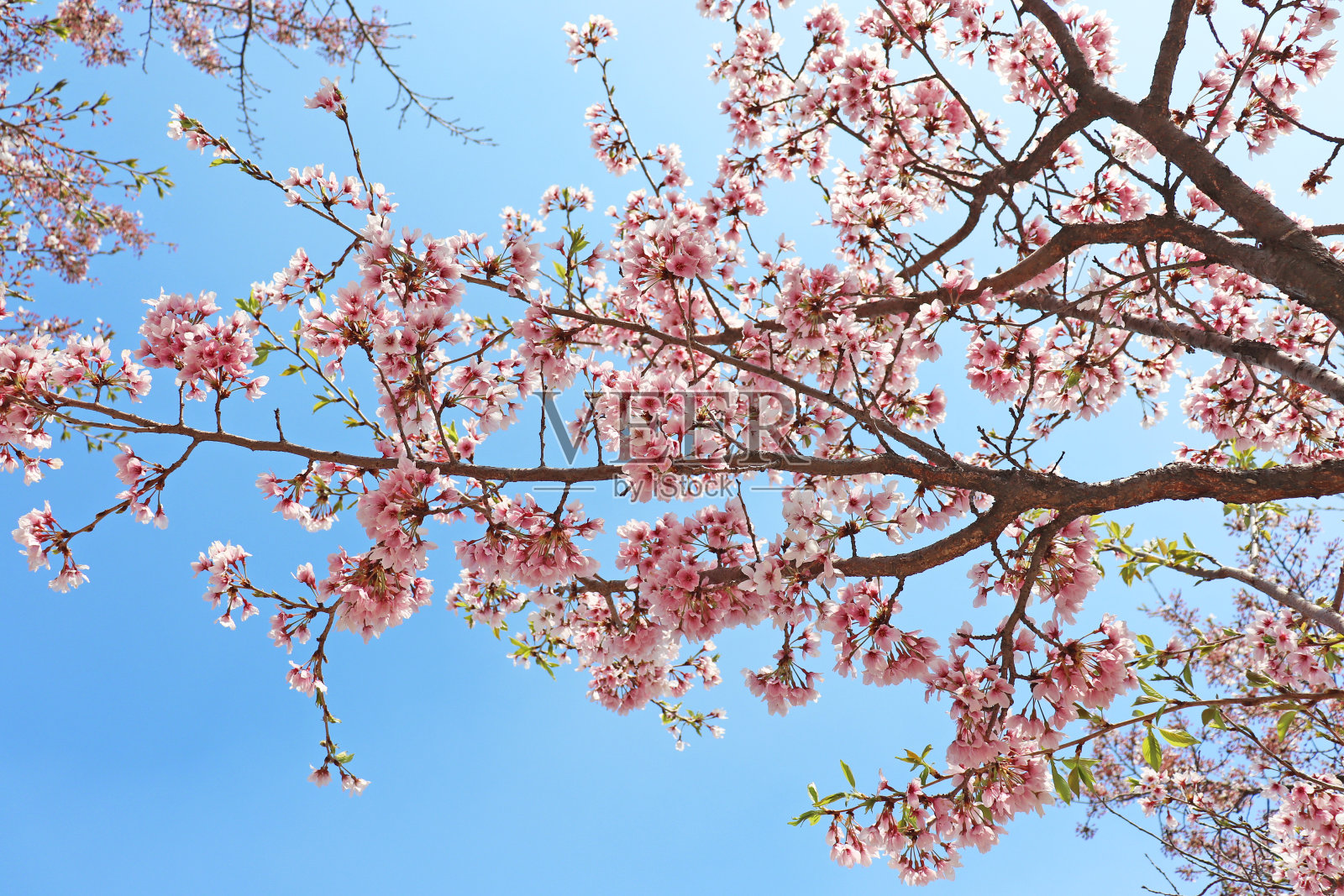 春天樱花在樱桃树上开花照片摄影图片