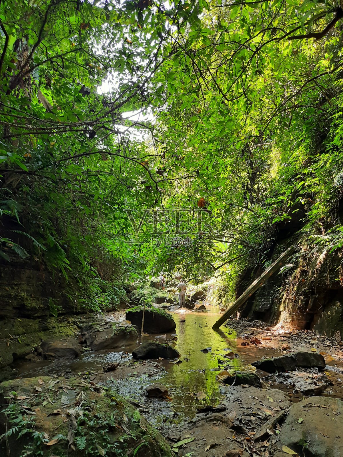 丛林深处的宁静照片摄影图片