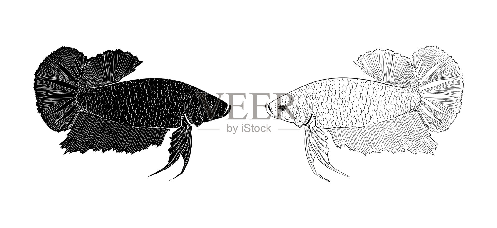 动物- 124插画图片素材