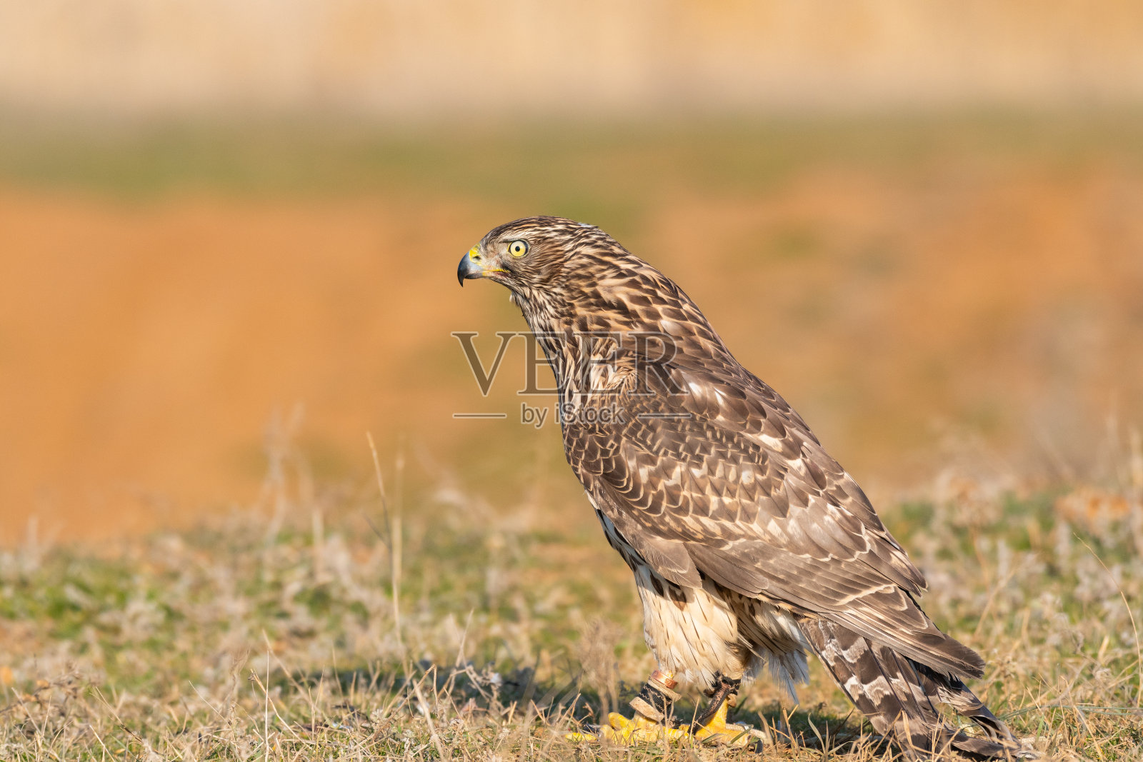 猛禽-年轻的北方苍鹰照片摄影图片