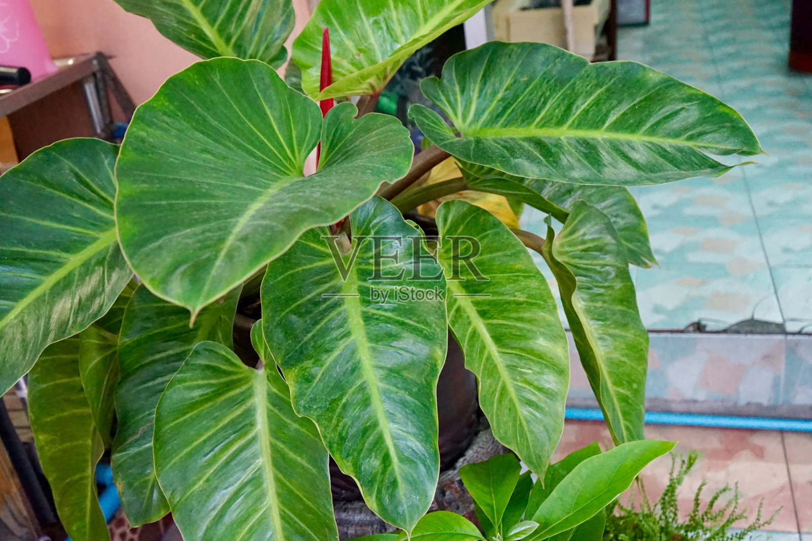 喜林芋照片摄影图片