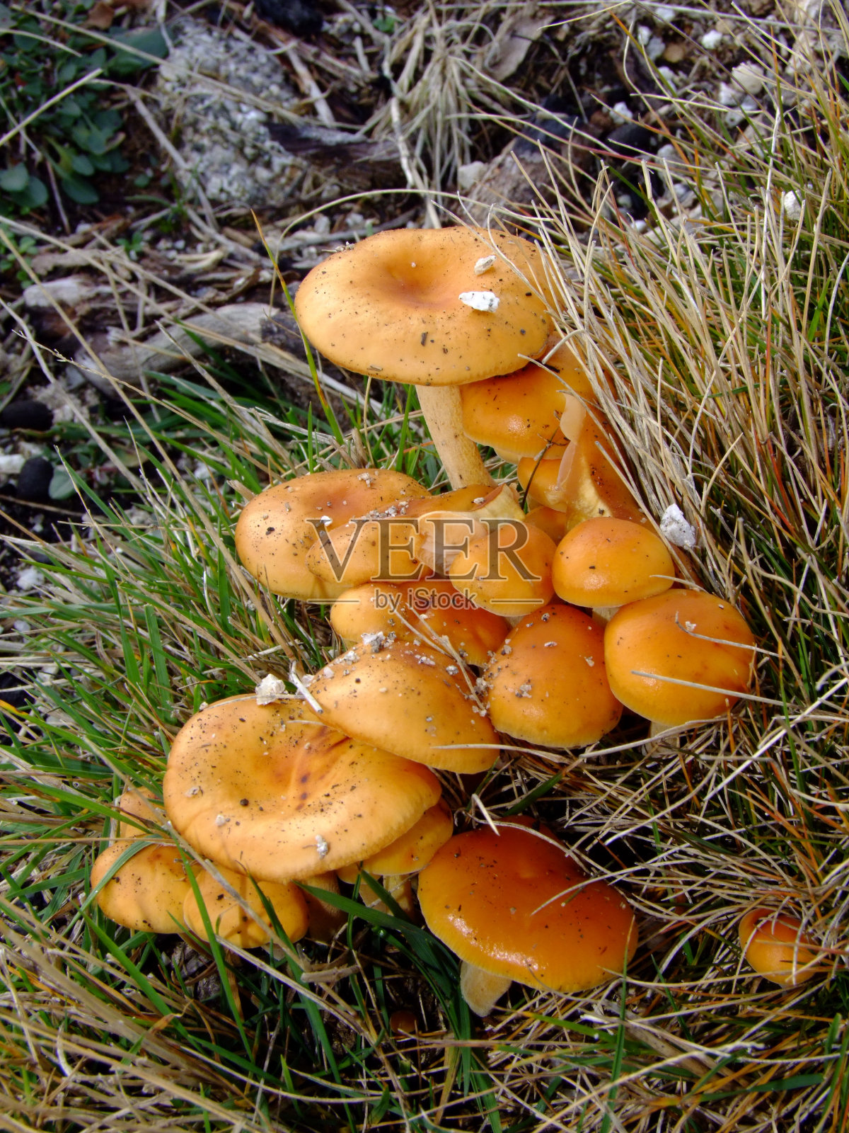 橙菇在蔬菜土壤上垂直生长照片摄影图片