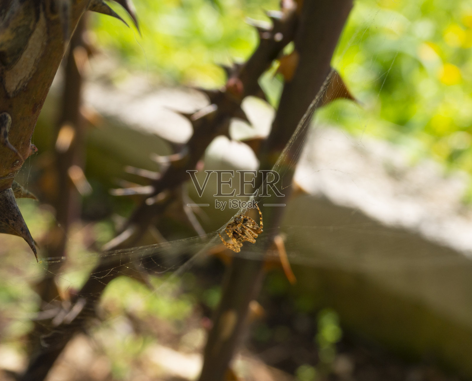 一只小蜘蛛在有刺的粉红色树枝间织网照片摄影图片