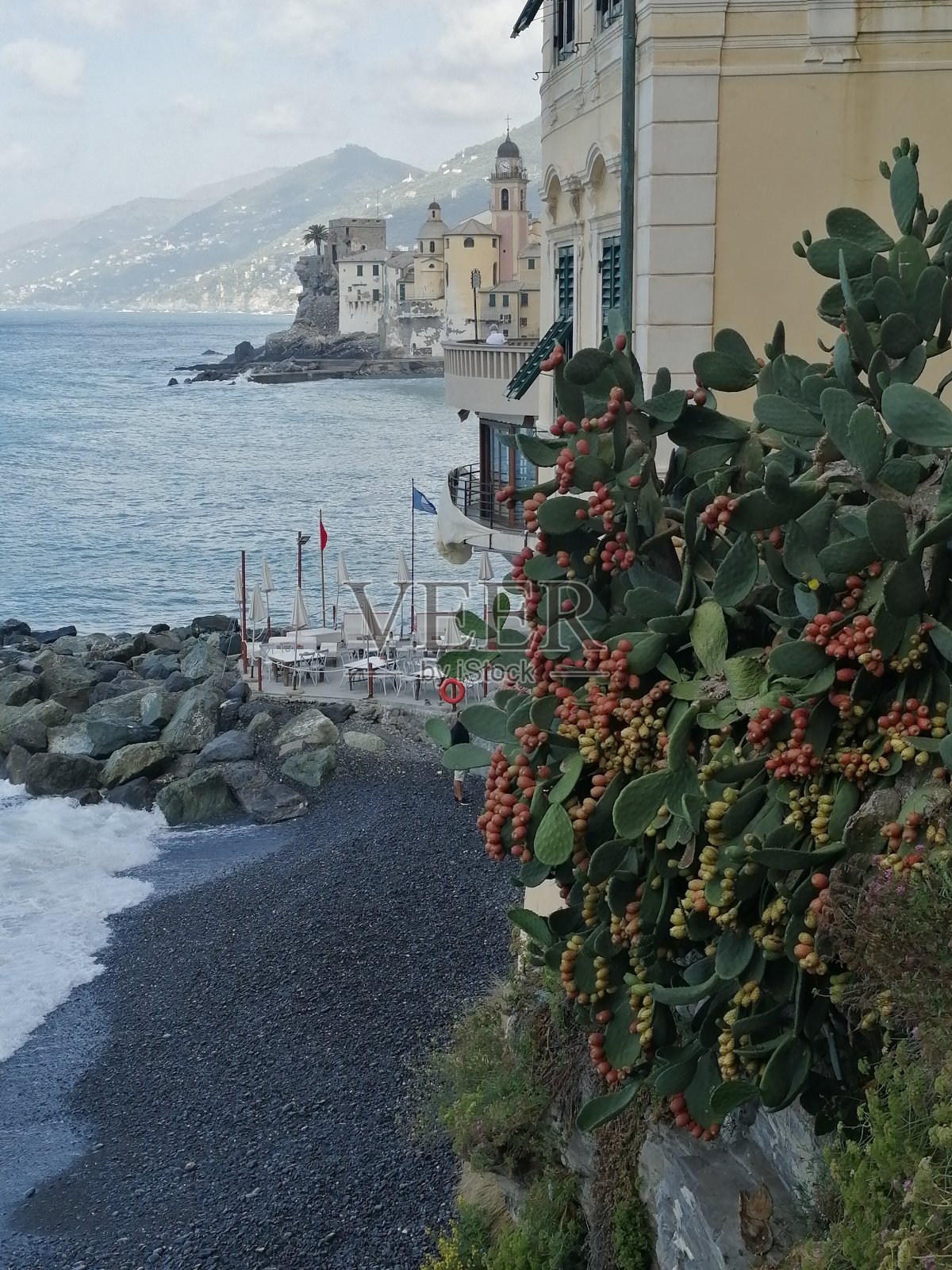 仙人掌海岸的景色照片摄影图片