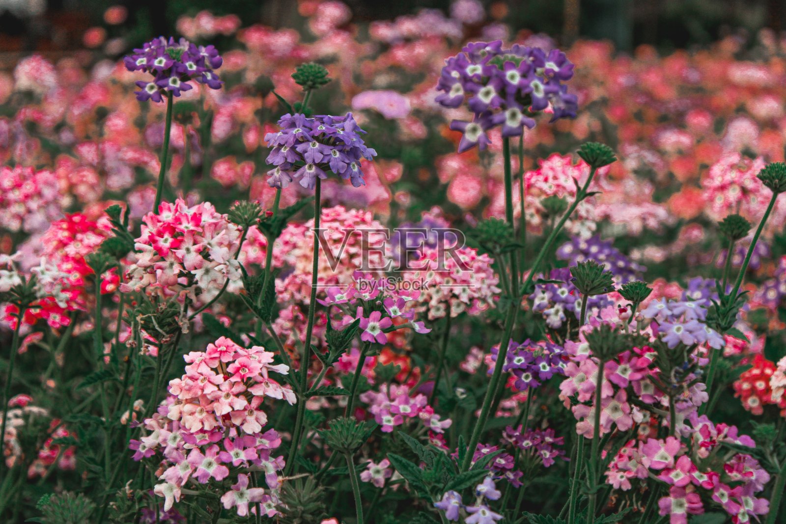 花园里盛开的花朵。照片摄影图片