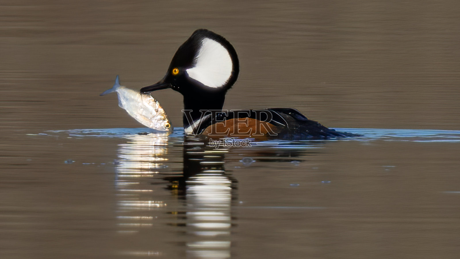 冠鸟在北美东半部和太平洋西北部的森林湿地中繁殖,也可能在人们搭建巢穴箱的无树湿地中筑巢照片摄影图片