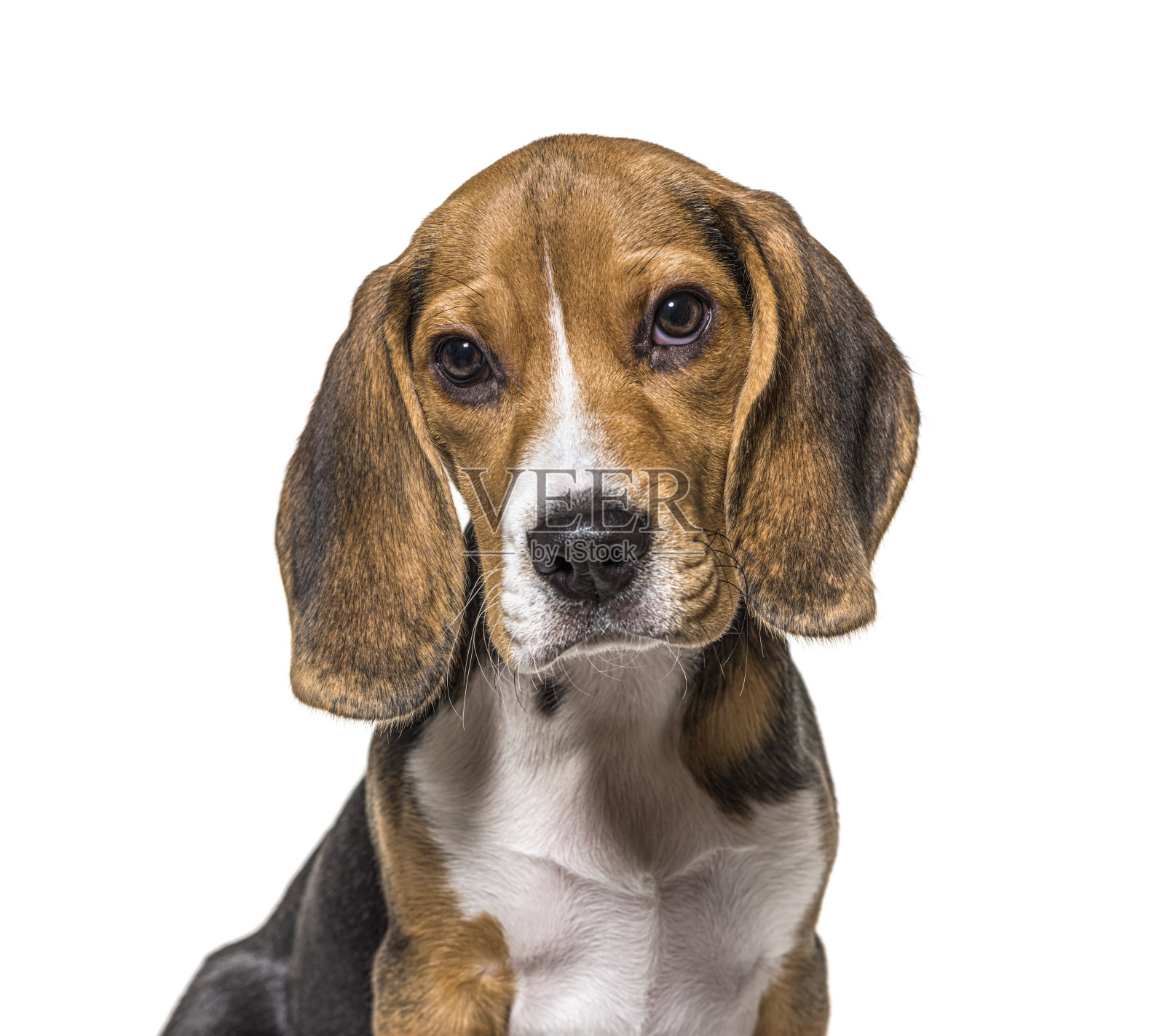 小贝格尔犬的头像,孤立的照片摄影图片