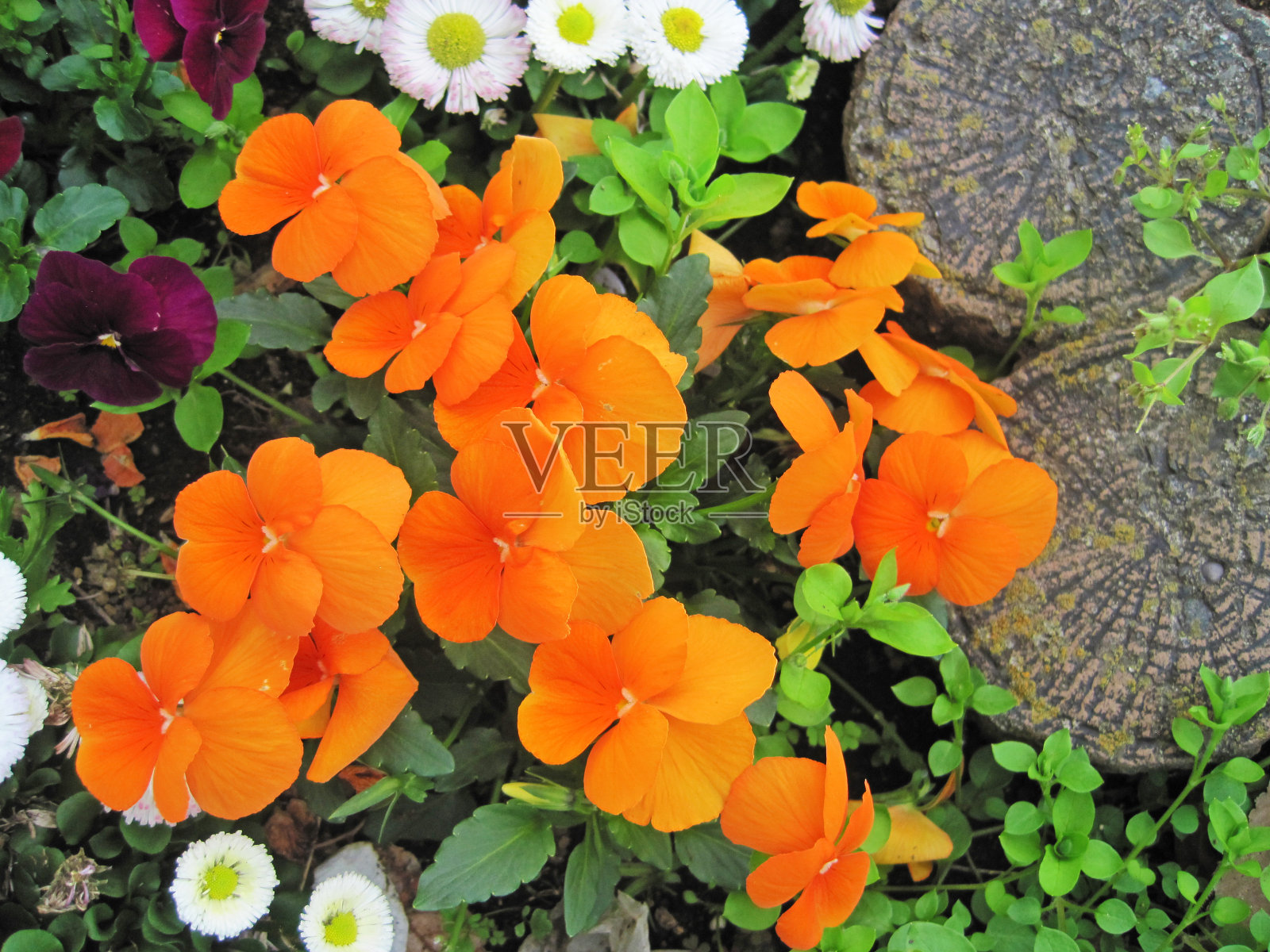 花坛里有橙色的堇菜。照片摄影图片