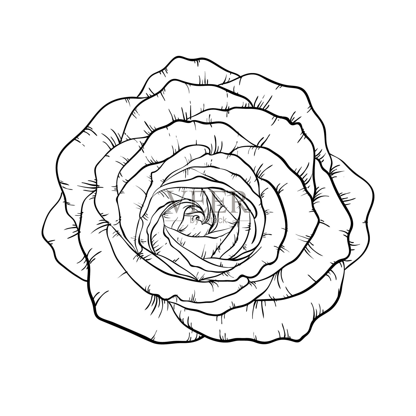 美丽的黑白玫瑰孤立上插画图片素材