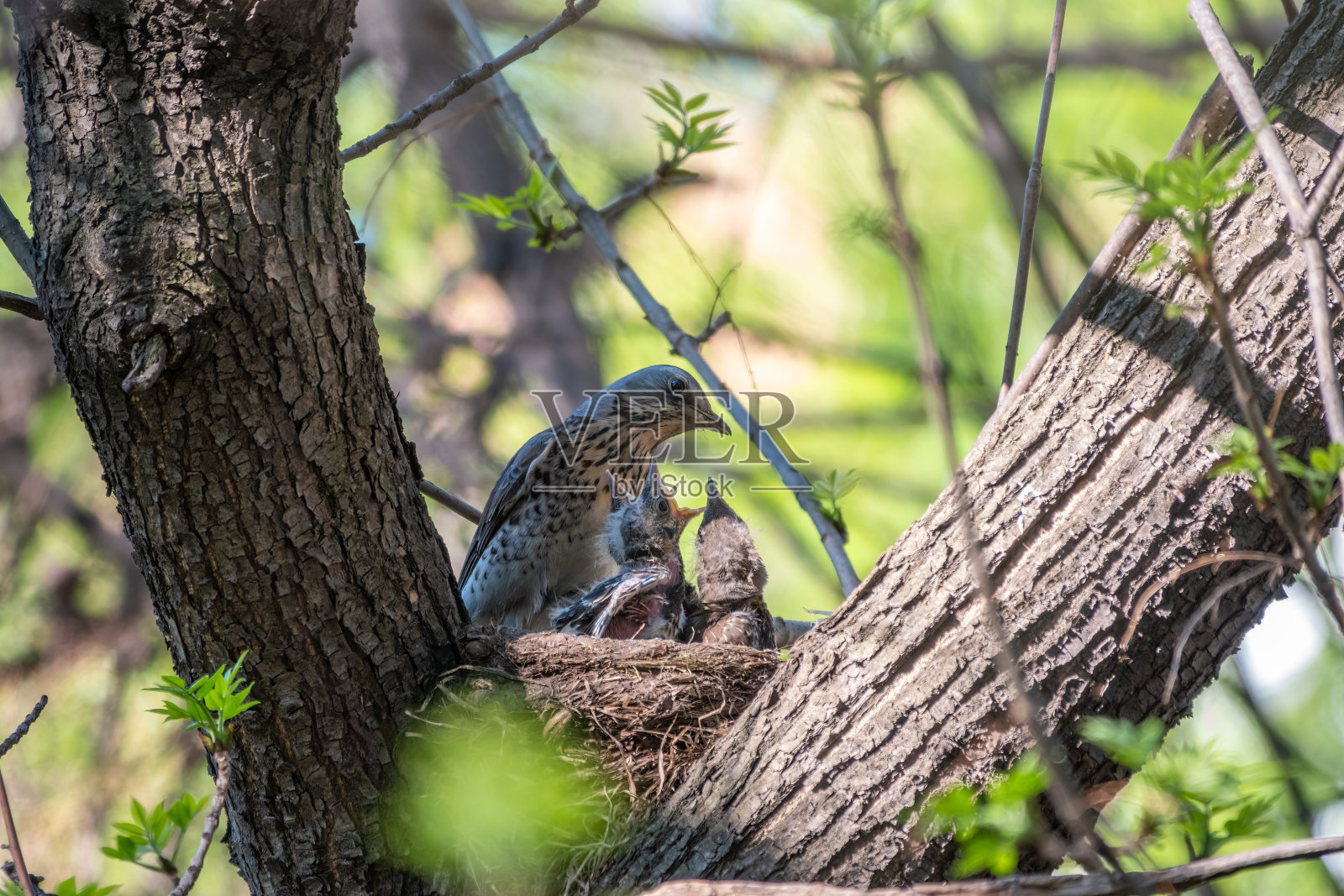 画眉鸟,土眉鸟,和雏鸟一起筑巢照片摄影图片