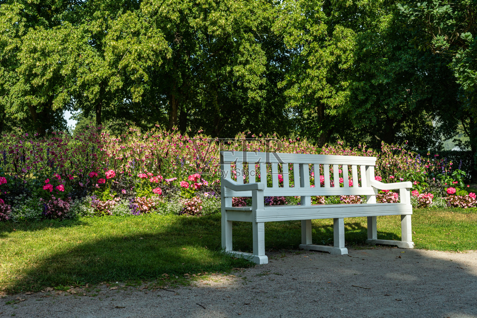 公园长椅前的白色大花在阳光下五颜六色照片摄影图片